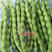 九粒青肉豆种子、青芸豆种子、肉厚、结荚率高、产量高、