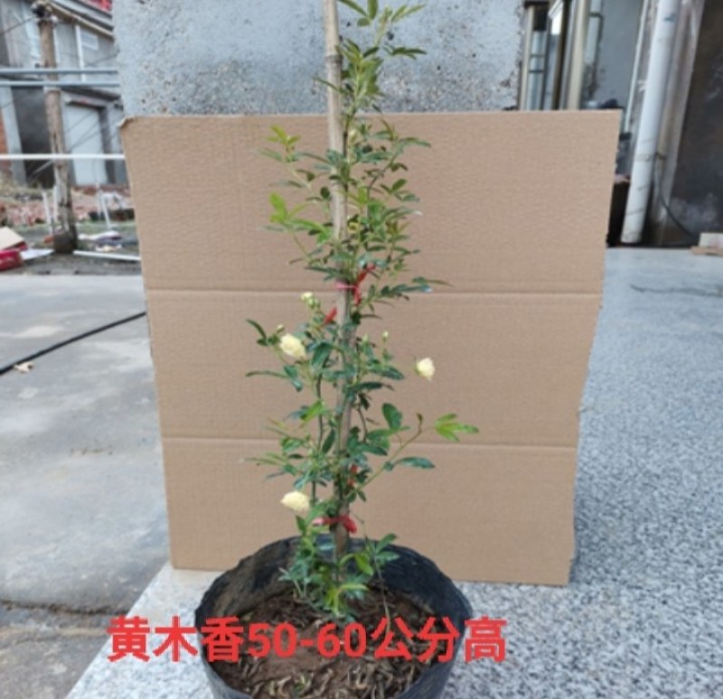 庭院爬藤攀援花卉红色木香花木香花卉黄白色木香花七里香浓香