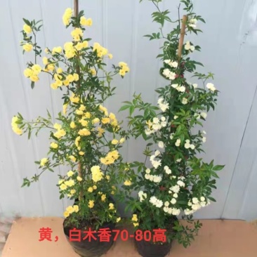 庭院爬藤攀援花卉红色木香花木香花卉黄白色木香花七里香浓香