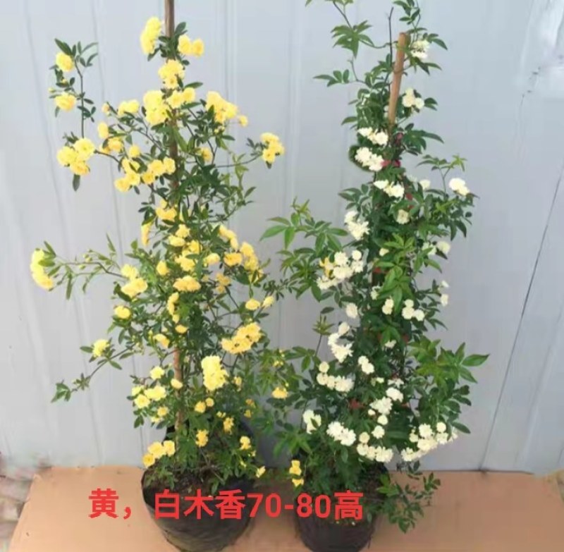 庭院爬藤攀援花卉红色木香花木香花卉黄白色木香花七里香浓香