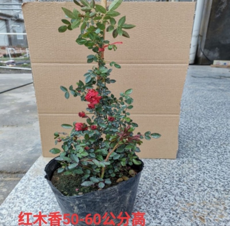 庭院爬藤攀援花卉红色木香花木香花卉黄白色木香花七里香浓香