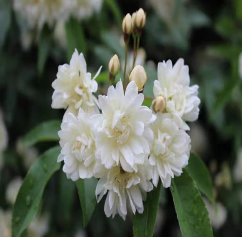 庭院爬藤攀援花卉红色木香花木香花卉黄白色木香花七里香浓香