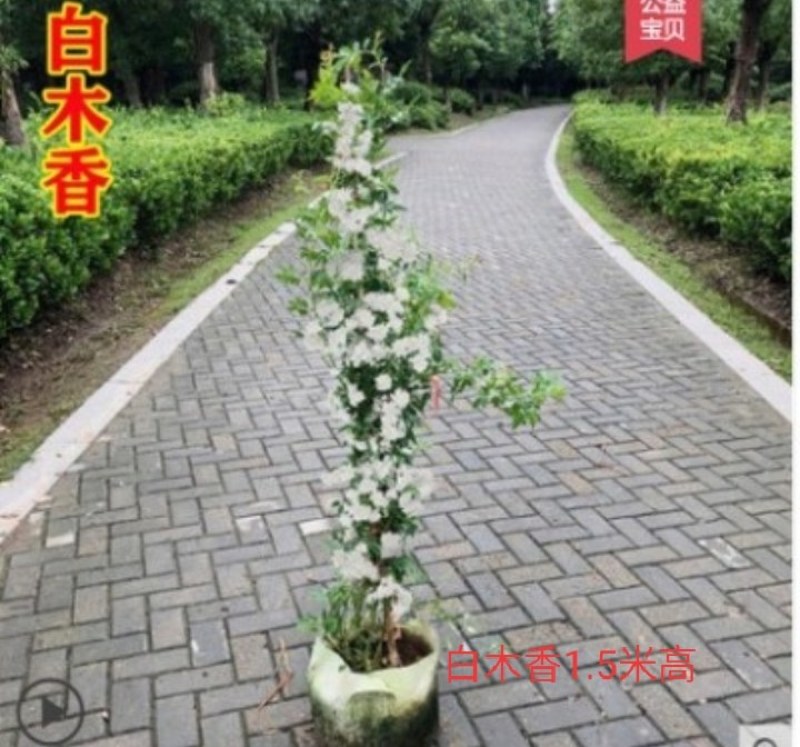 庭院爬藤攀援花卉红色木香花木香花卉黄白色木香花七里香浓香