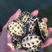 台湾草龟，大量有货！！！