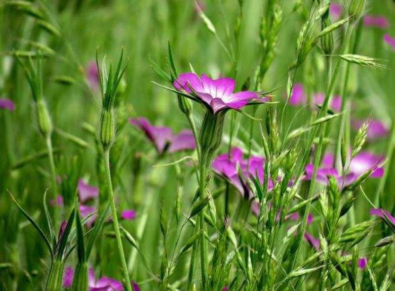 麦仙翁种子四季播种粗生野花种子易种活阳台庭院盆栽观赏植物