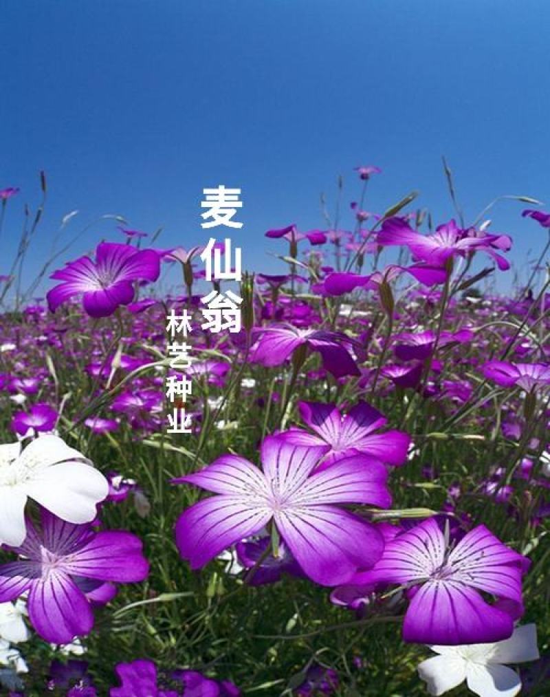 麦仙翁种子四季播种粗生野花种子易种活阳台庭院盆栽观赏植物