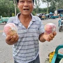 山东潍坊美八苹果，大量有货，提供各种包装，支持打款发货