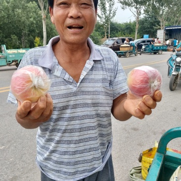 山东潍坊美八苹果，大量有货，提供各种包装，支持打款发货
