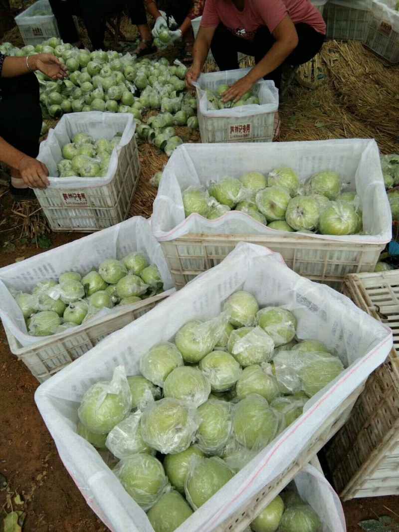 黄元帅苹果山东苹果产地果园直销保质保量一手货源