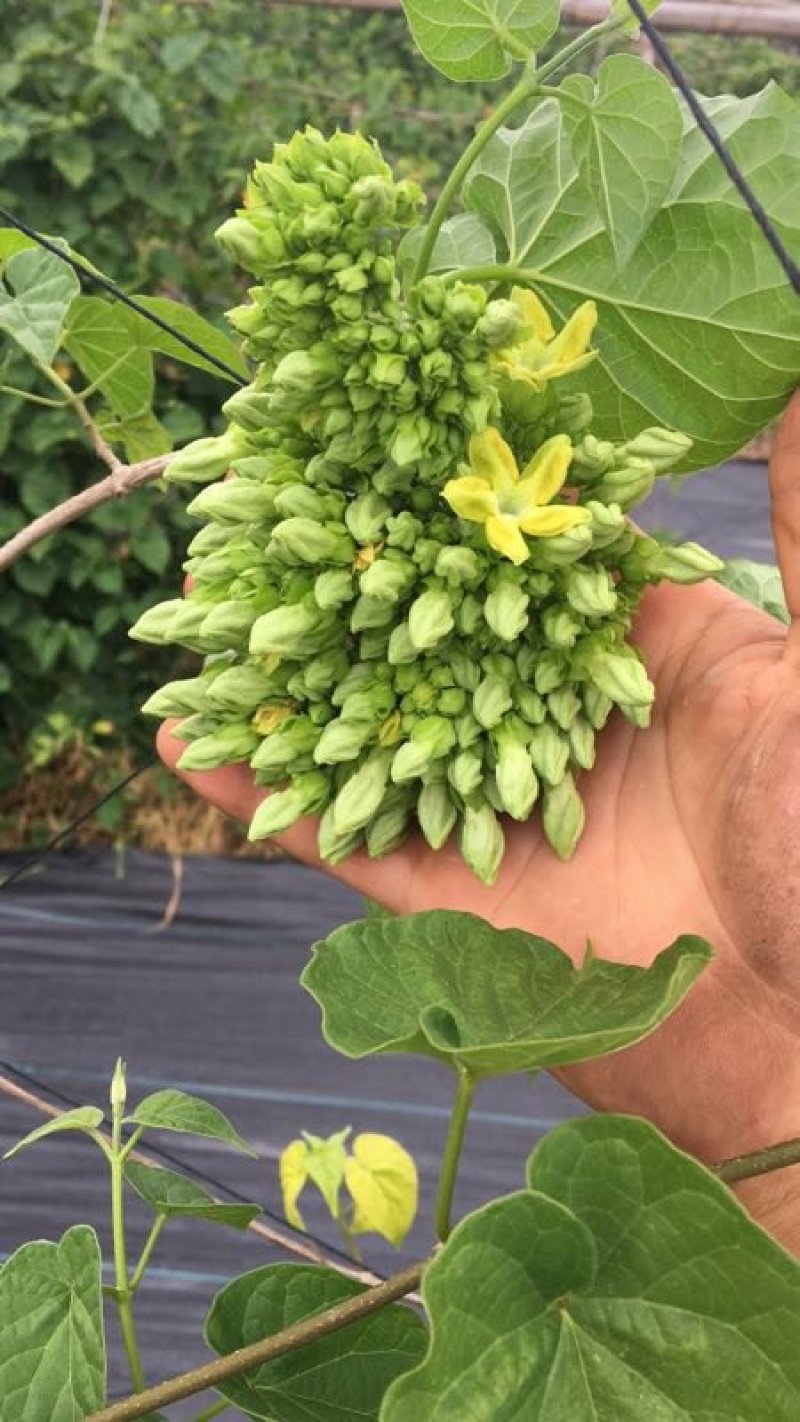 夜香花广西特色美味香花
