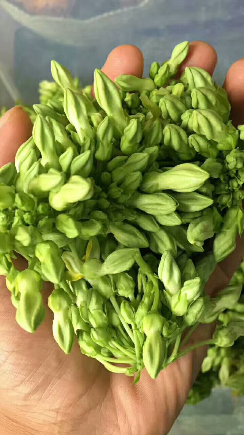 夜香花广西特色美味香花