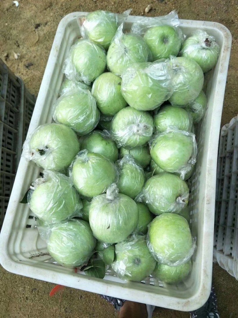 金帅苹果山东苹果产地批发货源充足保质保量