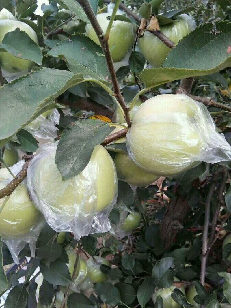 金帅苹果山东苹果产地批发货源充足保质保量