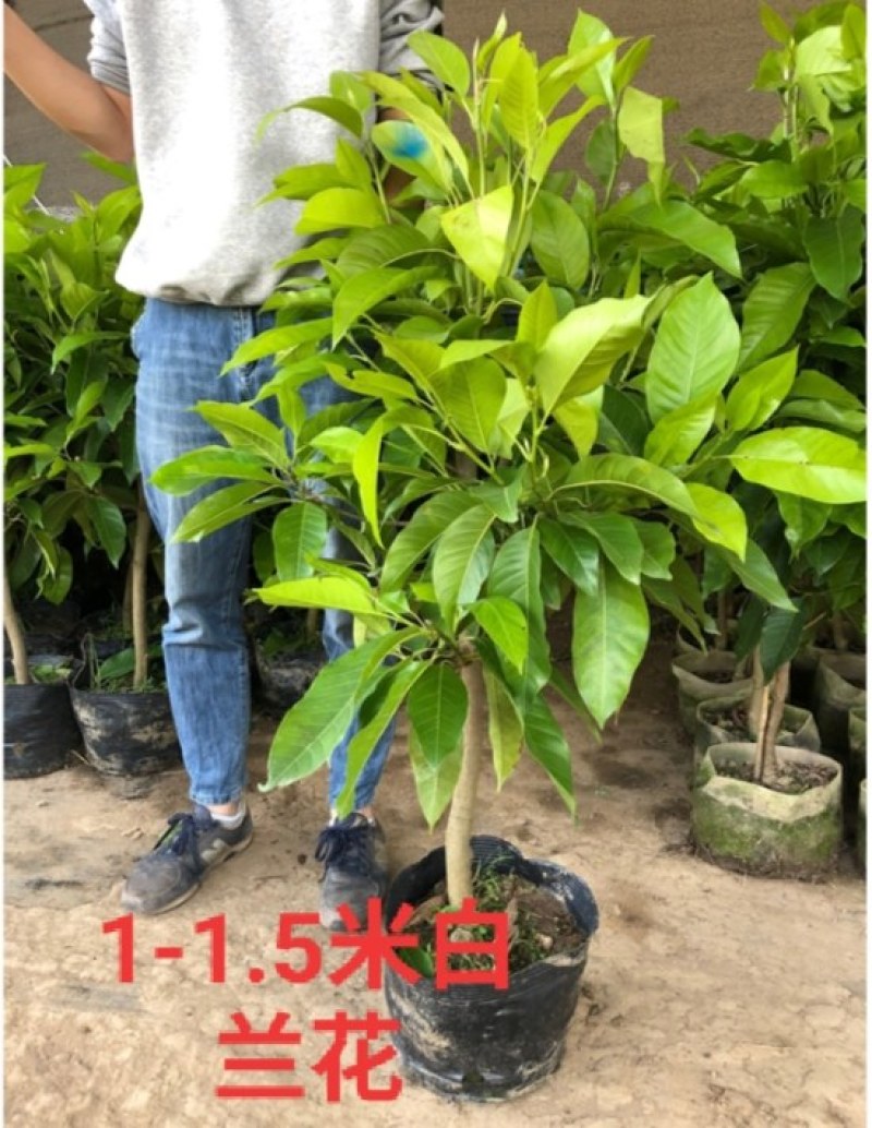 白兰花盆栽花卉植物室内玉兰树苗带花苞四季开花浓香黄角兰花