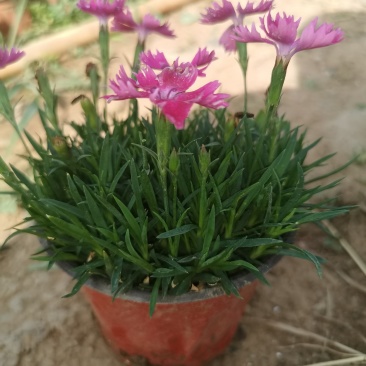 欧石竹，常年开花的草坪，视频看货源充足自己基地