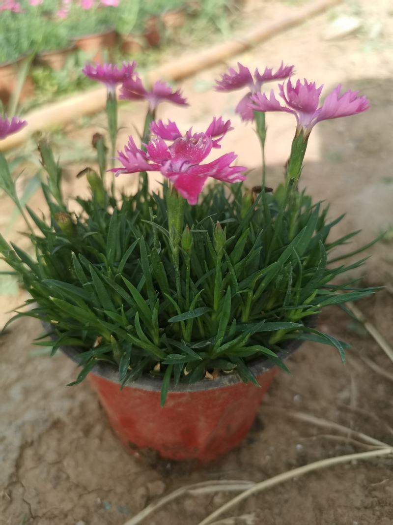 欧石竹，常年开花的草坪，视频看货源充足自己基地