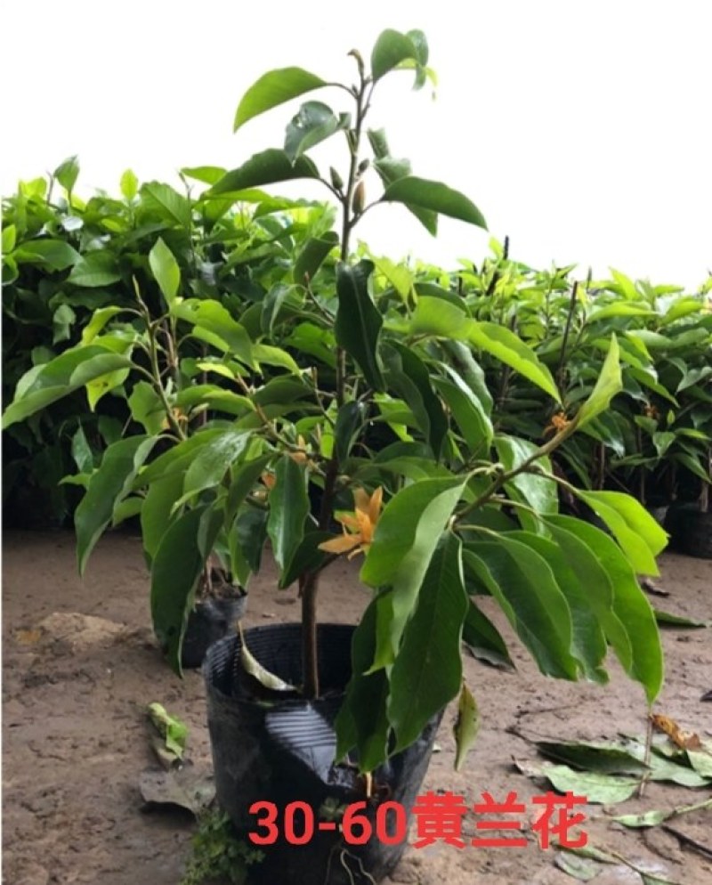 白兰花盆栽花卉植物室内玉兰树苗带花苞四季开花浓香黄角兰花