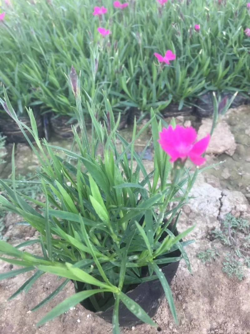 欧石竹，常年开花的草坪，视频看货源充足自己基地
