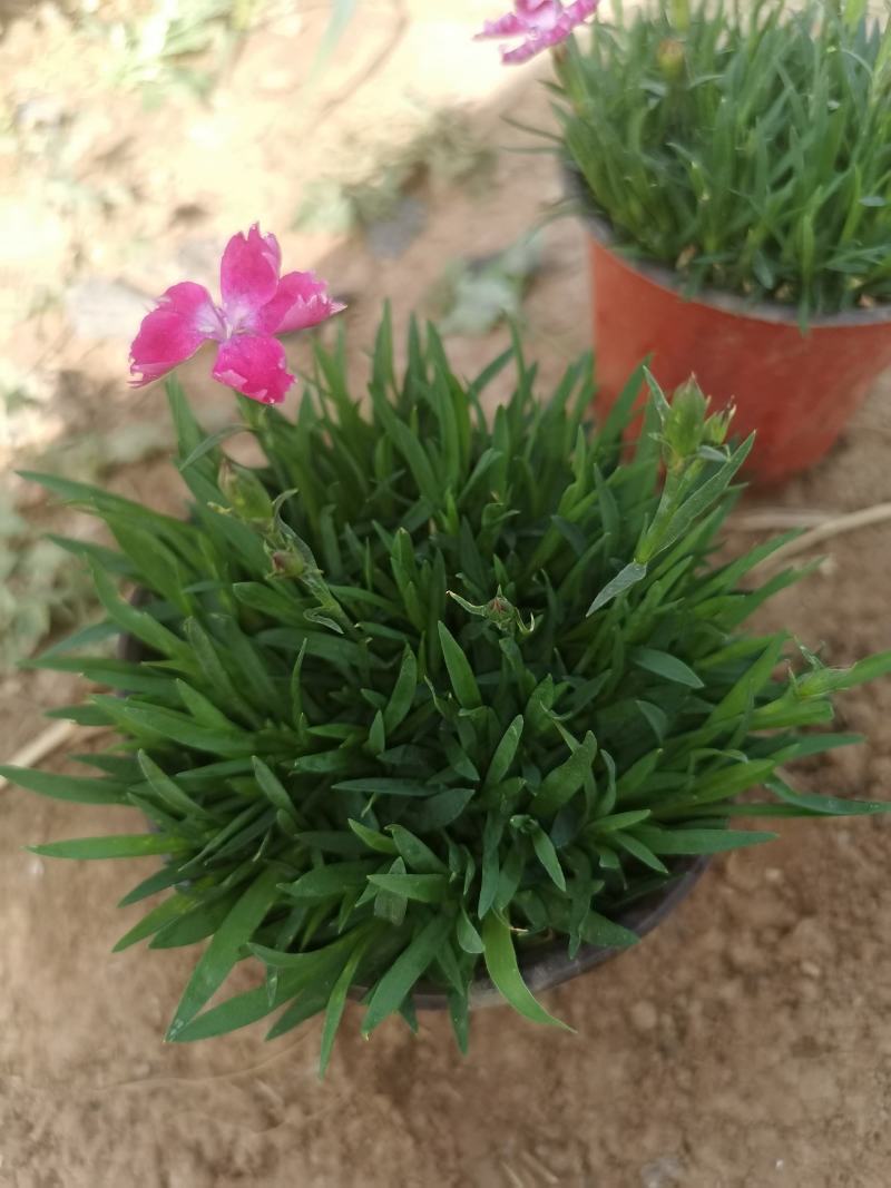 欧石竹，常年开花的草坪，视频看货源充足自己基地