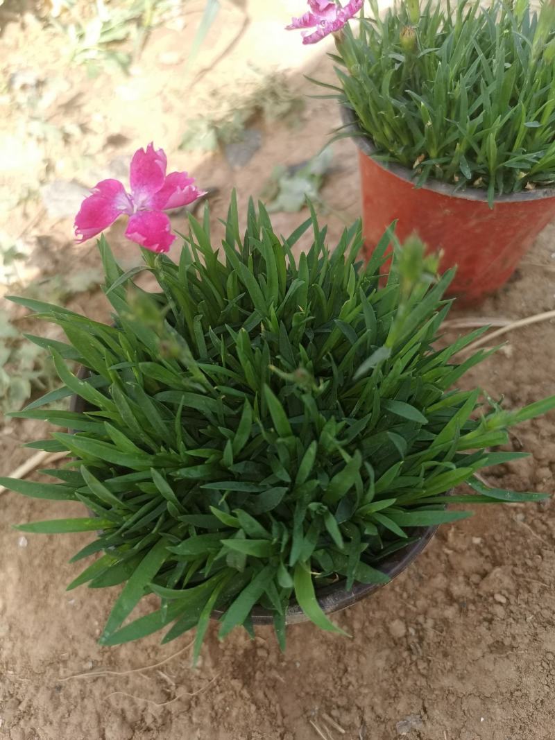 欧石竹，常年开花的草坪，视频看货源充足自己基地
