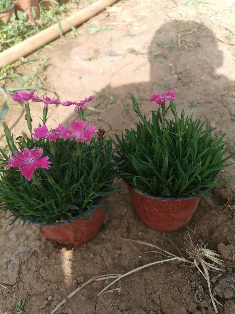 欧石竹，常年开花的草坪，视频看货源充足自己基地