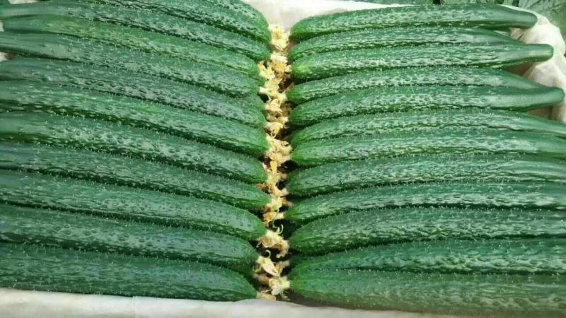 寿光黄瓜0.34元，质量好价格稳定新鲜上市欢迎客户合作