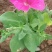 牵牛花牵牛花，颜色齐全，花色鲜艳绿化租摆好货便宜