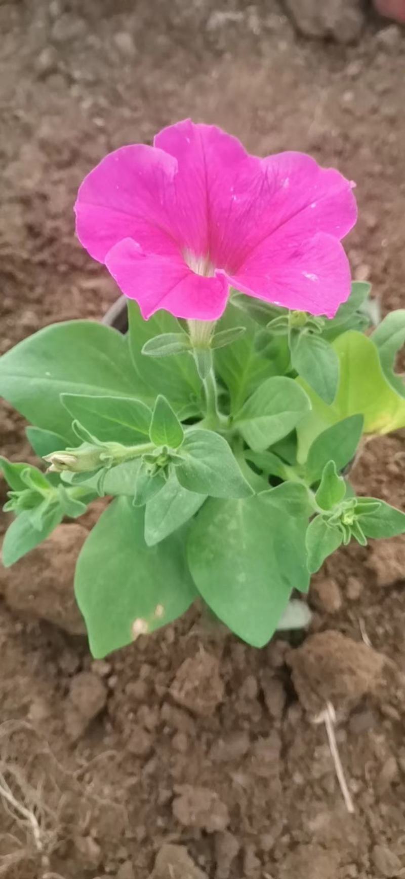 牵牛花牵牛花，颜色齐全，花色鲜艳绿化租摆好货便宜