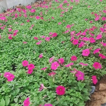 牵牛花牵牛花，颜色齐全，花色鲜艳绿化租摆好货便宜