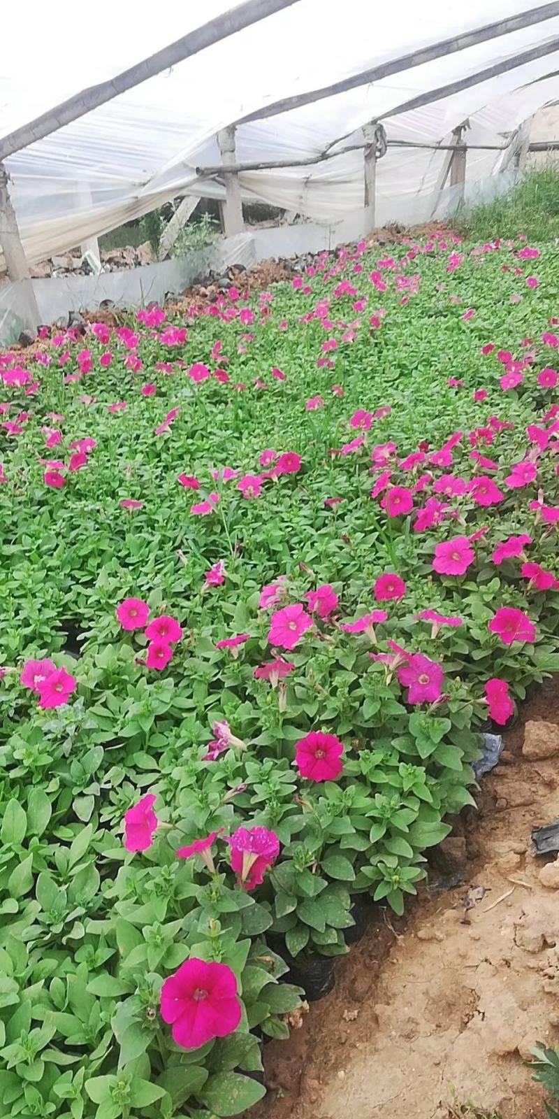 牵牛花牵牛花，颜色齐全，花色鲜艳绿化租摆好货便宜