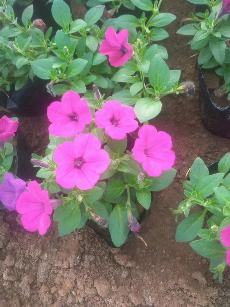 牵牛花牵牛花，颜色齐全，花色鲜艳绿化租摆好货便宜