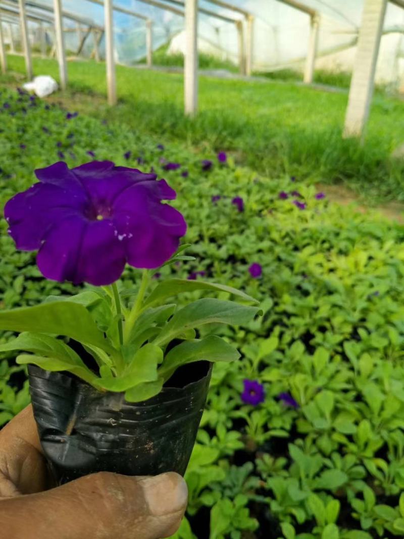 牵牛花牵牛花，颜色齐全，花色鲜艳绿化租摆好货便宜