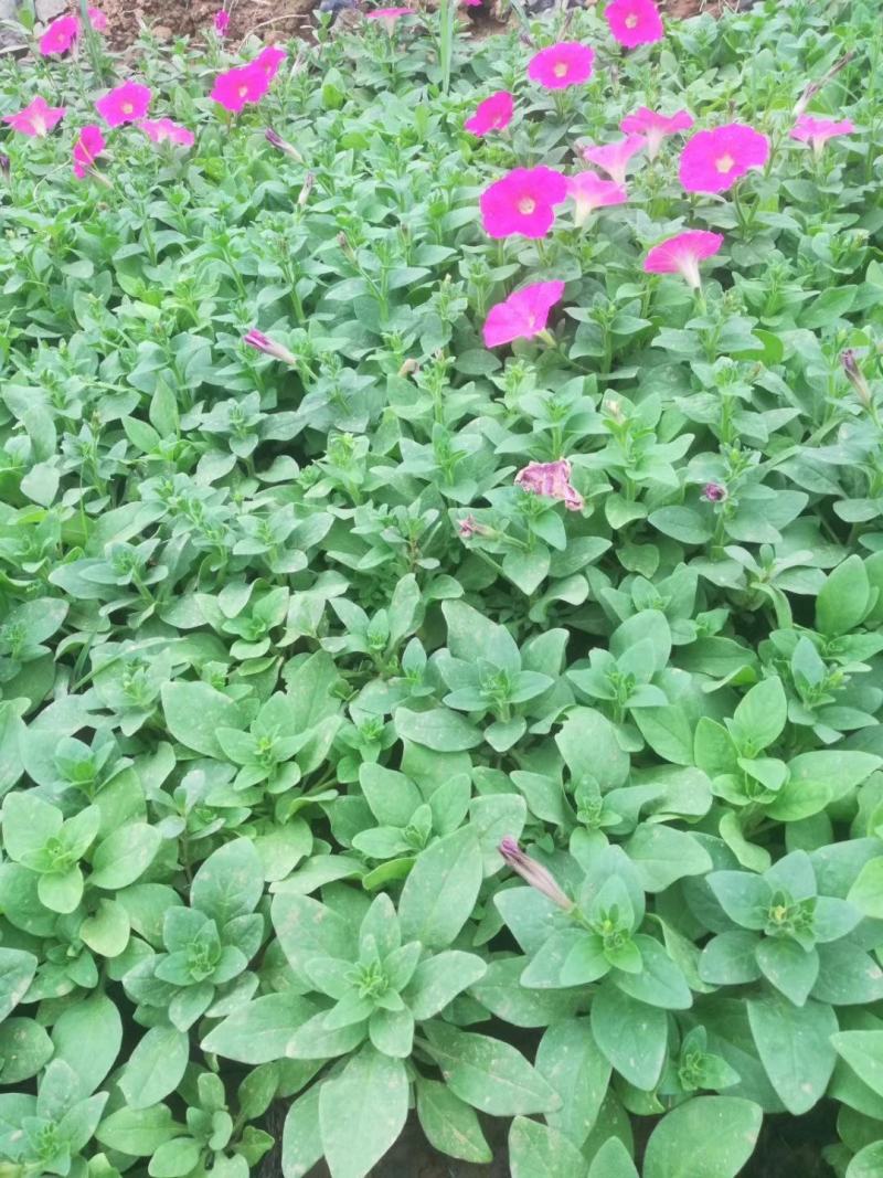牵牛花牵牛花，颜色齐全，花色鲜艳绿化租摆好货便宜