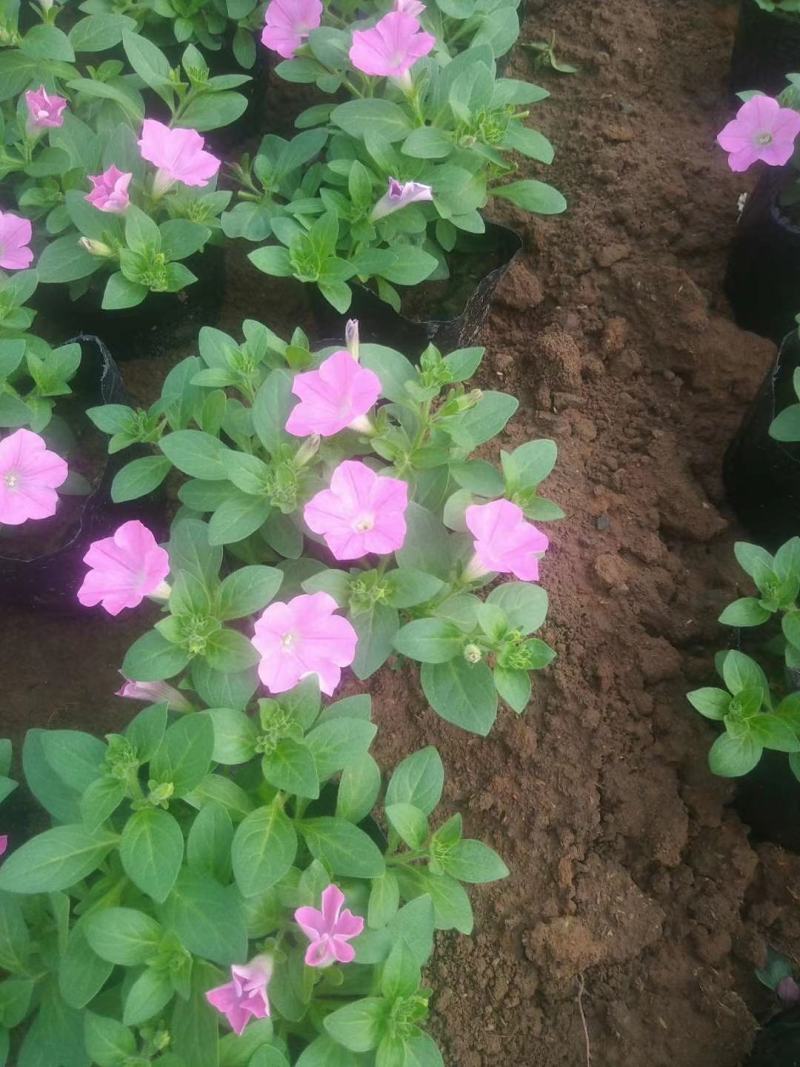 牵牛花牵牛花，颜色齐全，花色鲜艳绿化租摆好货便宜
