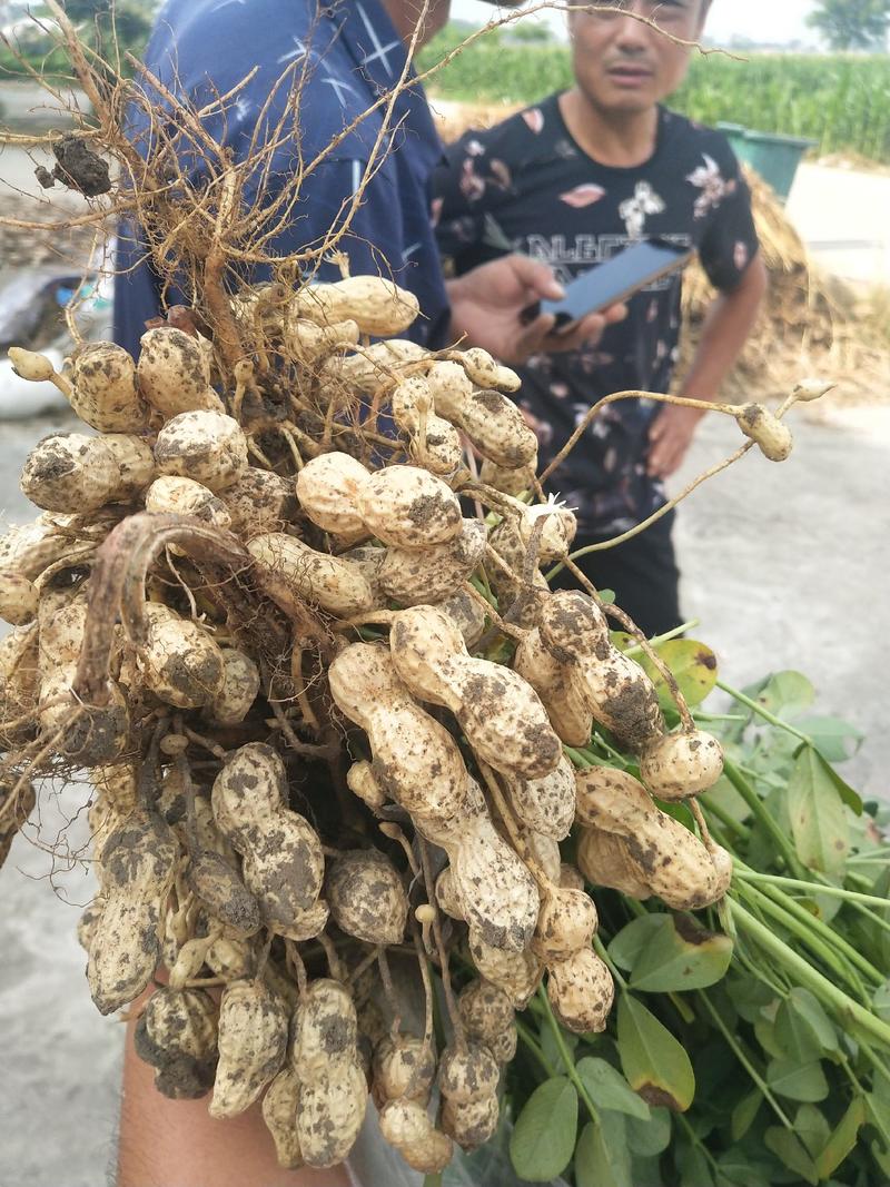 鲁花大白沙系列鲜花生大量上市，产地直发，货源充足。