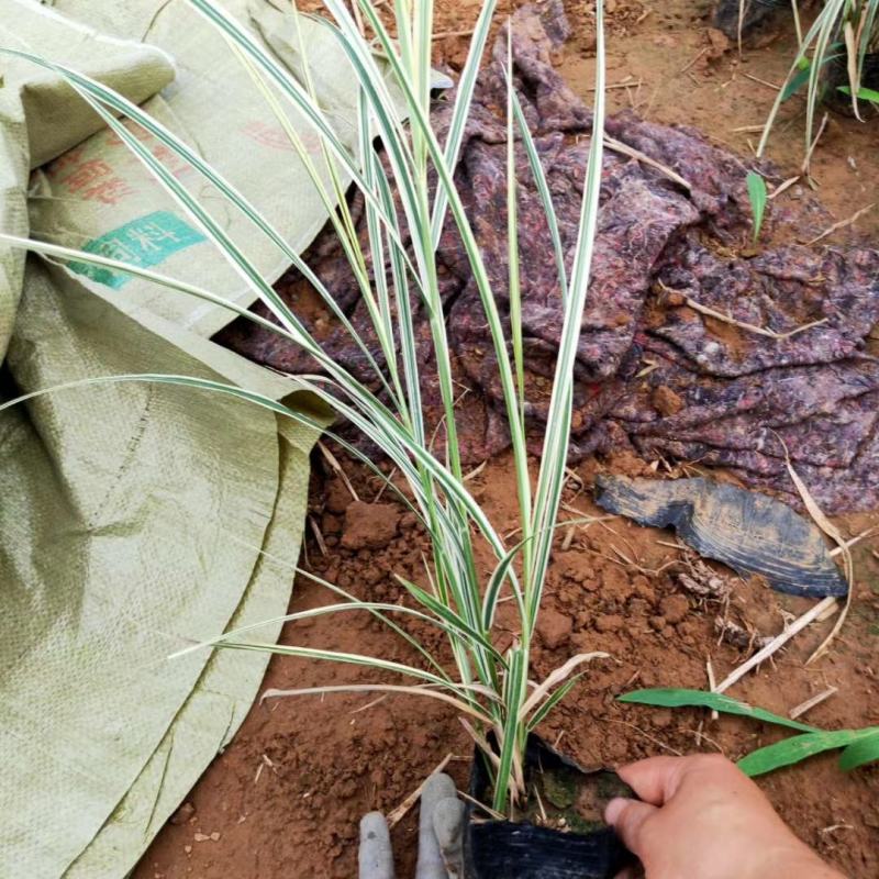 观赏草，粉黛乱子草，小兔子狼尾草，晨光芒等各种观赏草，需