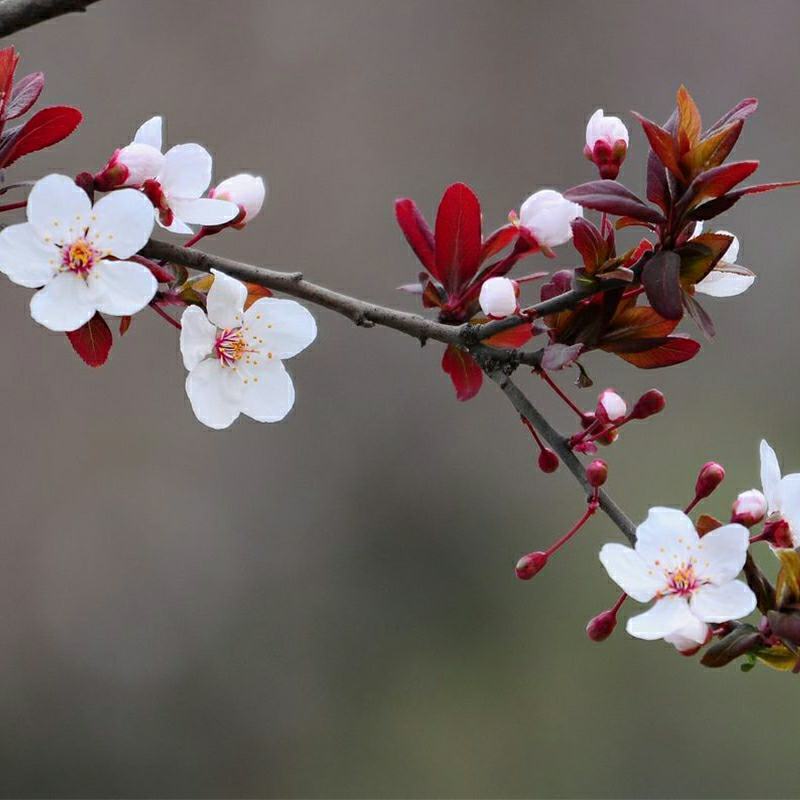 美人李树苗美人梅紫叶李树苗嫁接杏李子苗南北方种植