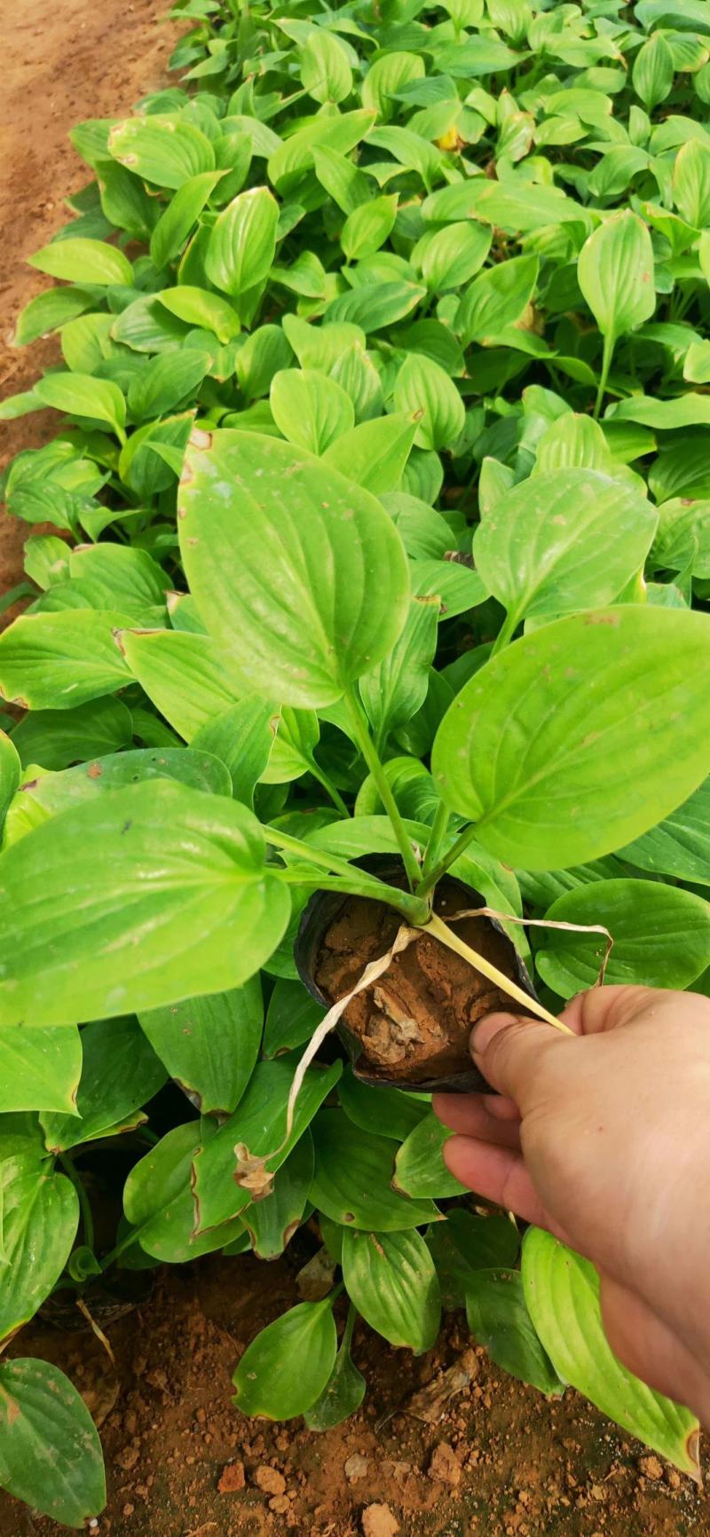 玉簪，各种玉簪，紫花玉簪，白花玉簪，花叶玉簪，金边玉簪等