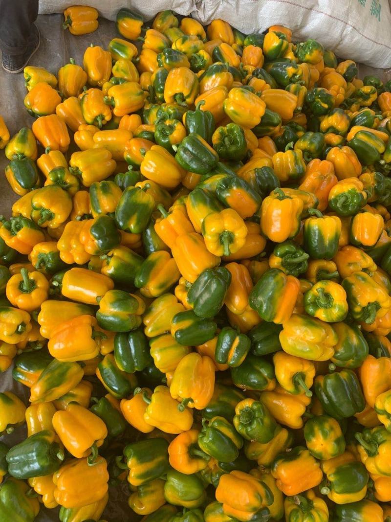 特菜，红黄彩椒，末等椒，