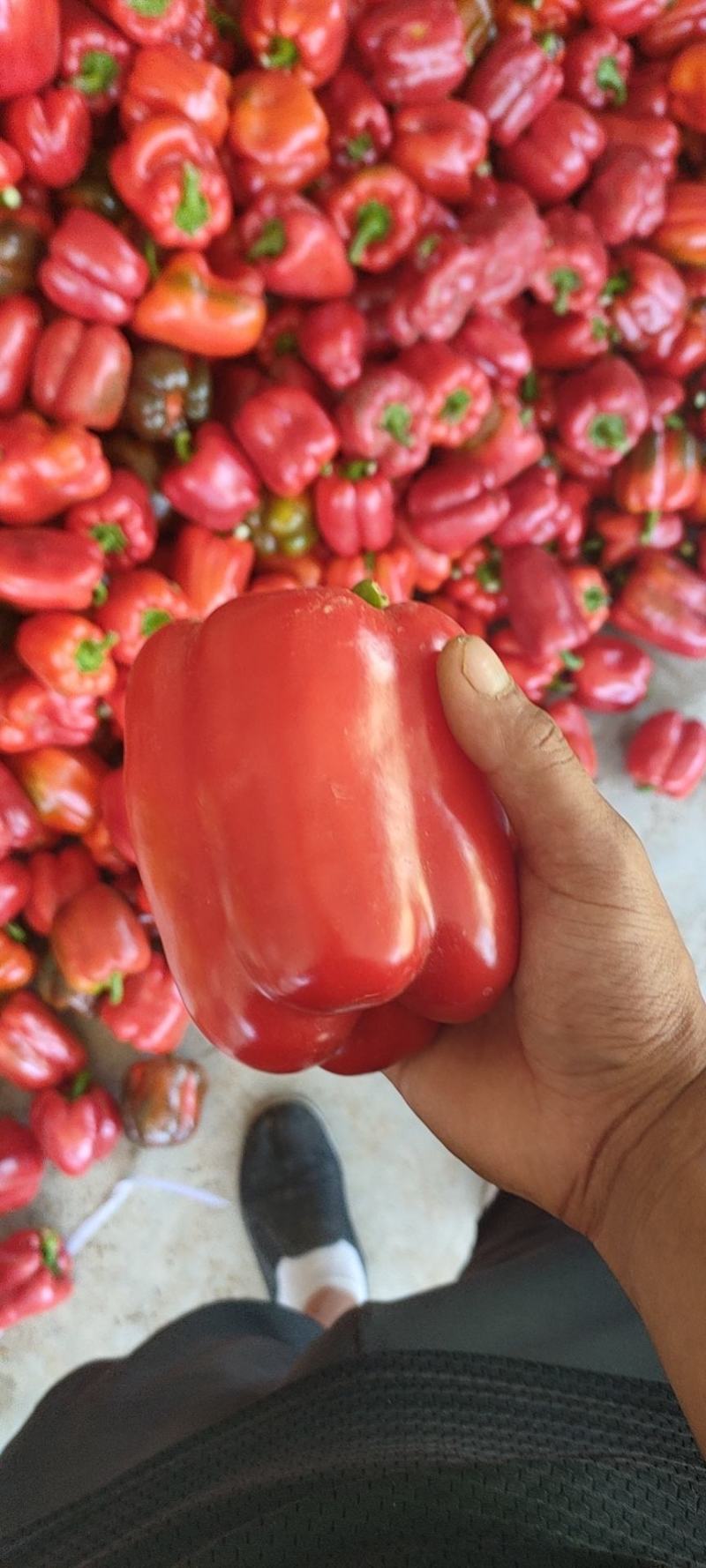 特菜，红黄彩椒，末等椒，