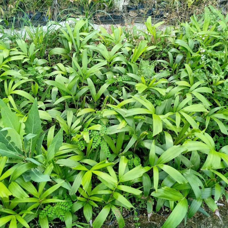 广州苗圃批发狐尾椰子树庭院盆栽四季常绿观叶植物