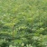 批发山西狮子头大红袍花椒苗非陕西河南山东苗诚信第一