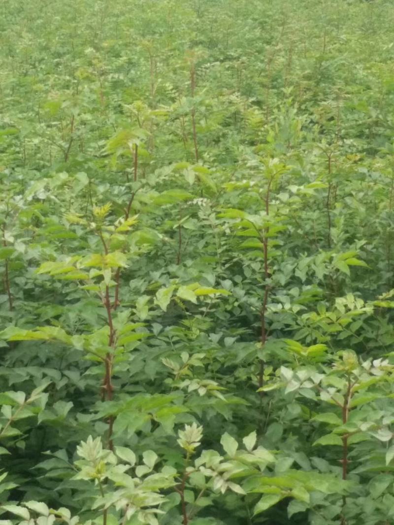 批发山西狮子头大红袍花椒苗非陕西河南山东苗诚信第一