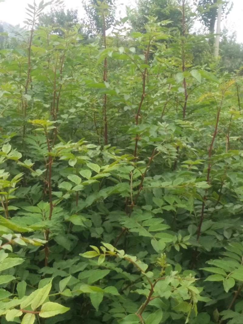 批发山西狮子头大红袍花椒苗非陕西河南山东苗诚信第一