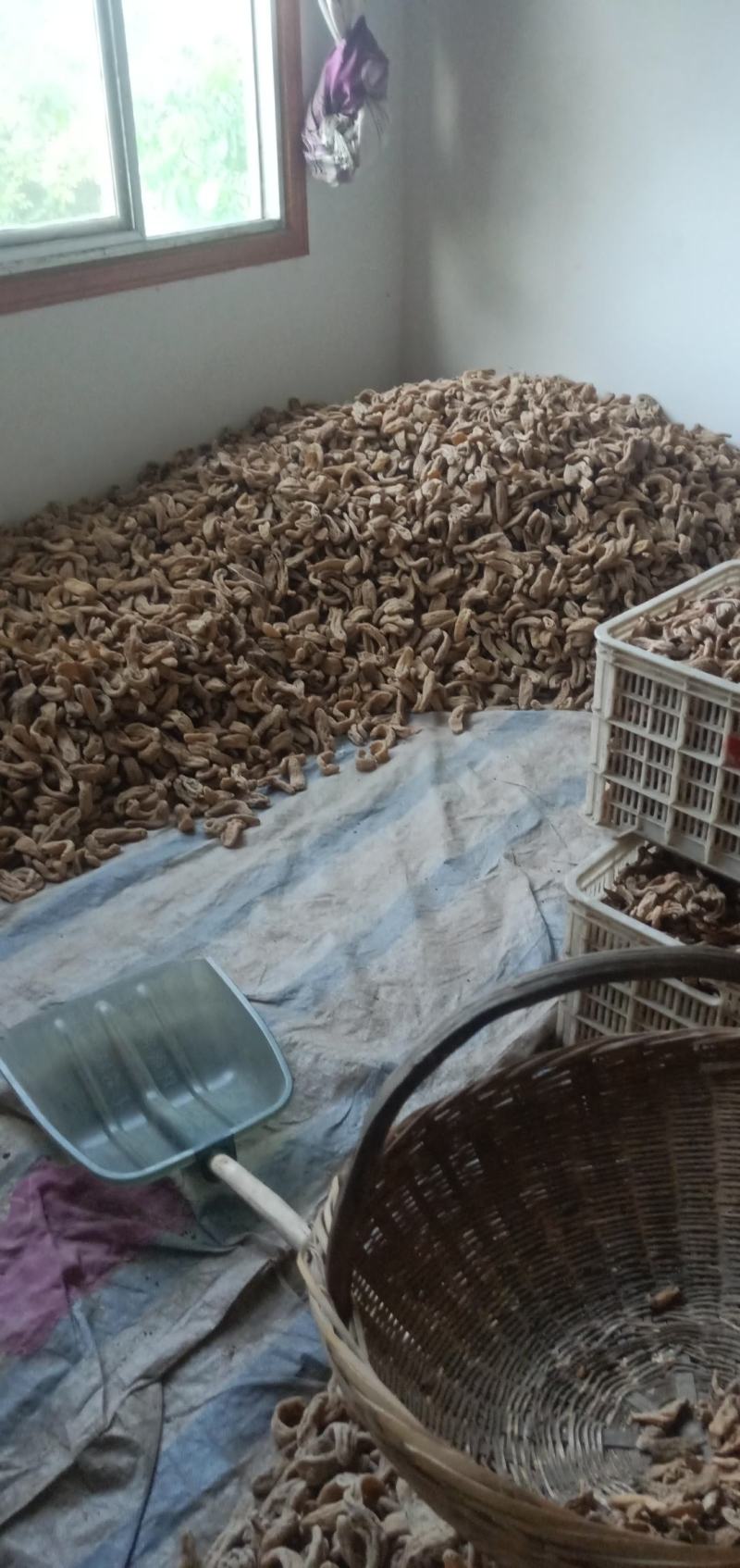 仿野生生态环境天麻种植出售