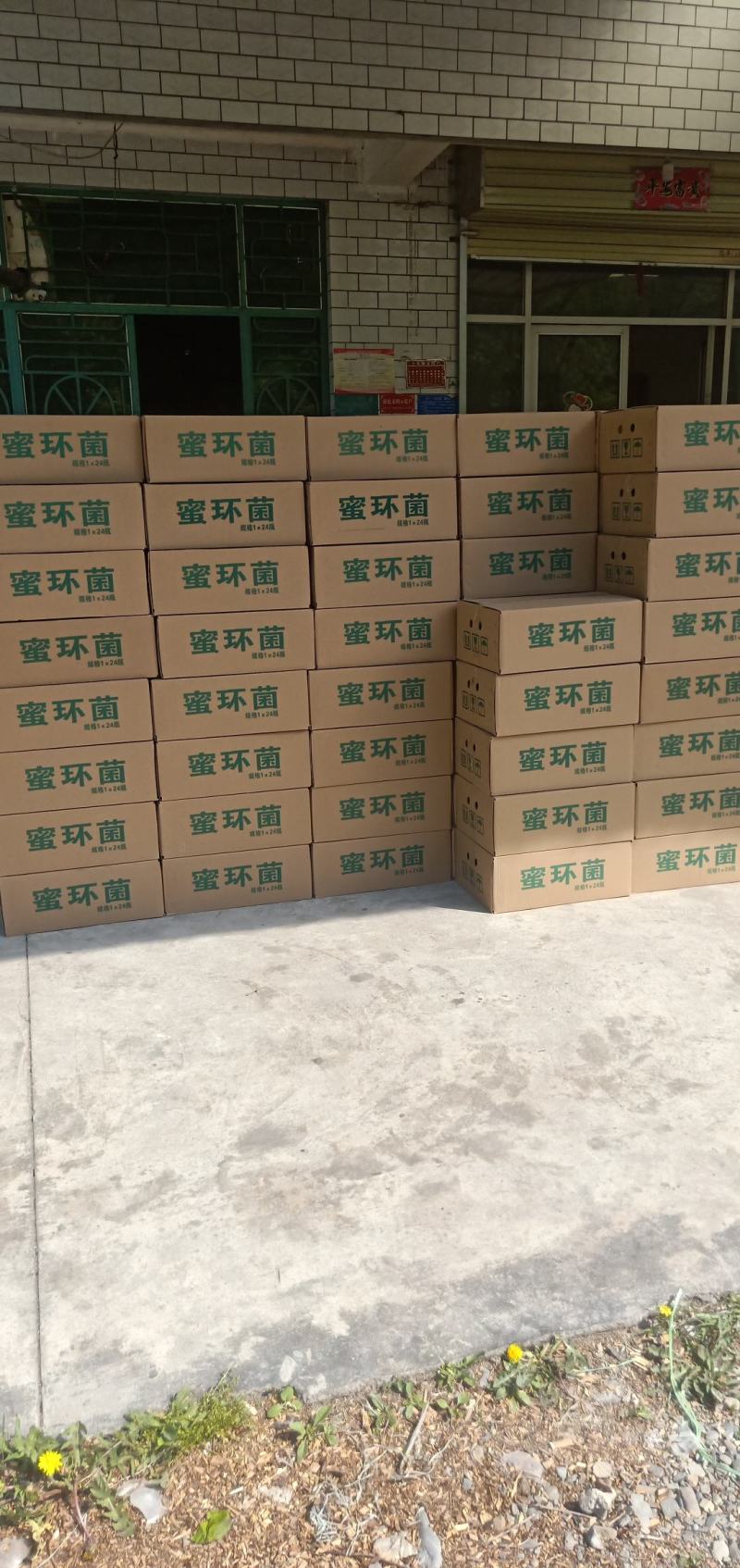 仿野生生态环境天麻种植出售
