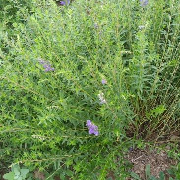 仿野生生态环境天麻种植出售