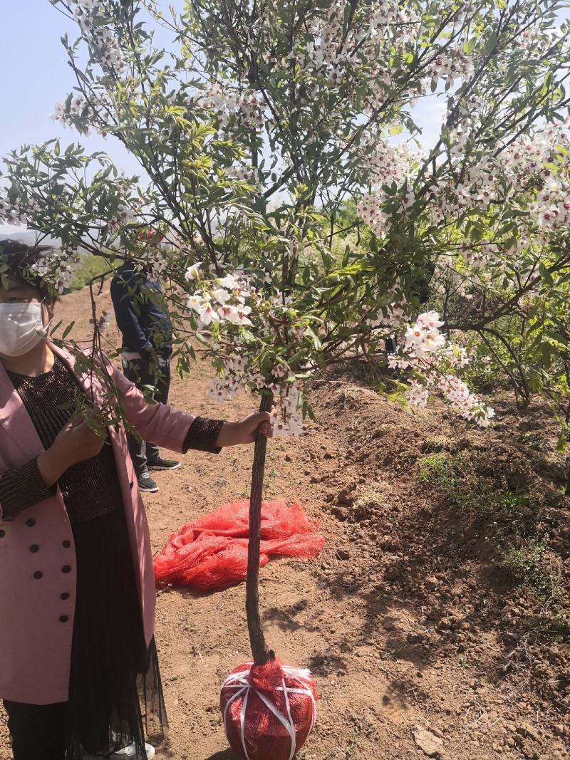 文冠果苗适合花园盆栽工程乡村绿化用出售各类绿化苗木