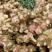 大量本地嫩姜，大量上市