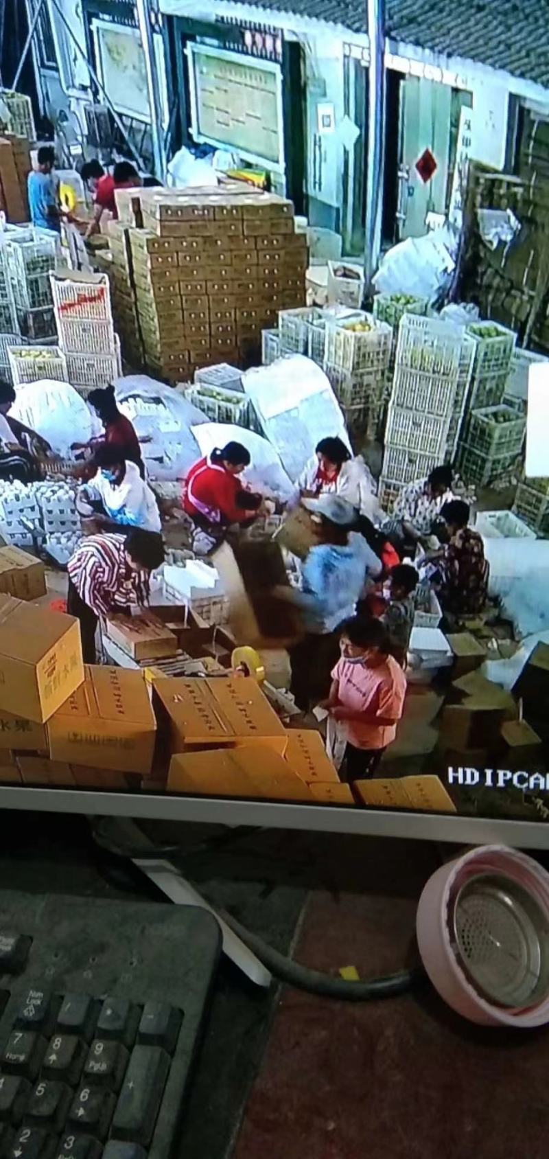 精品安徽砀山酥梨皮薄汁多纯甜解渴质量保证批发商超
